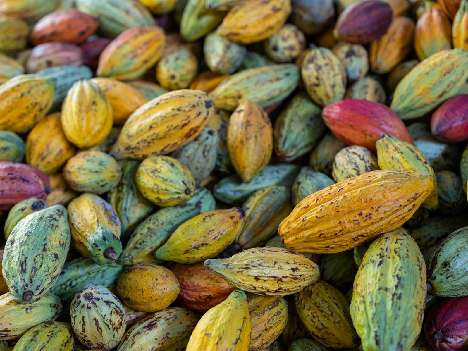 פולי קקאו צבעוניים לפני עיבוד בתהליך הייצור של בית השוקולד פרוג'יה