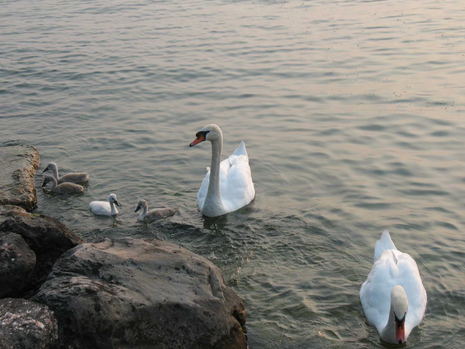 ברבורים שוחים ליד החוף השקט של אגם גארדה