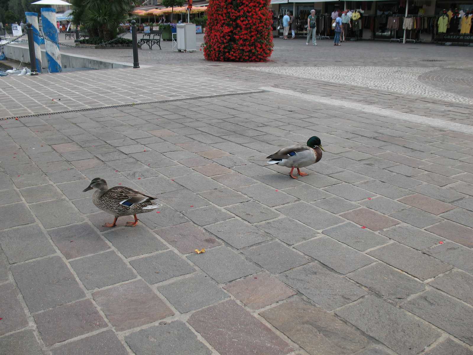 ברווזים מטיילים בכיכר באחת העיירות סביב אגם גארדה