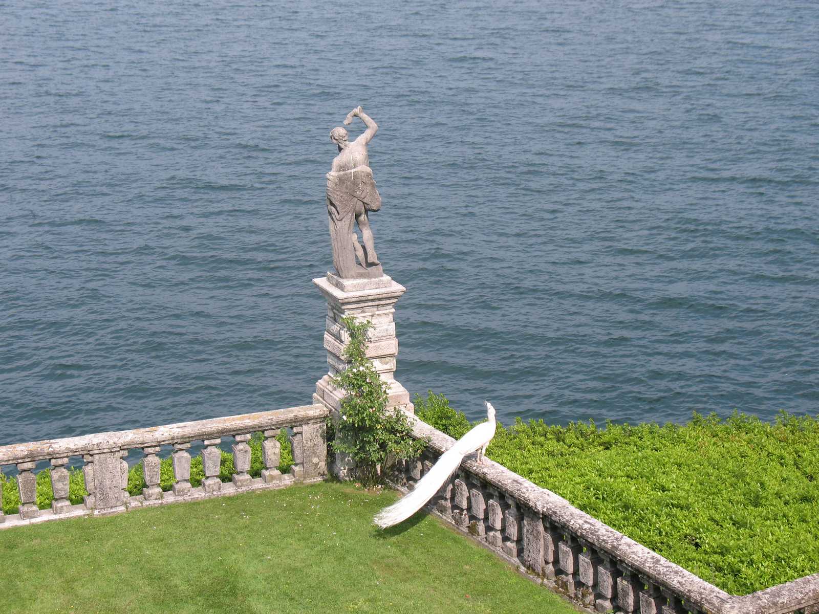 אגם קומו עם פסל קלאסי על מרפסת אבן המשקיפה אל המים, טווס לבן בגינה מטופחת ונוף אלגנטי של צפון איטליה