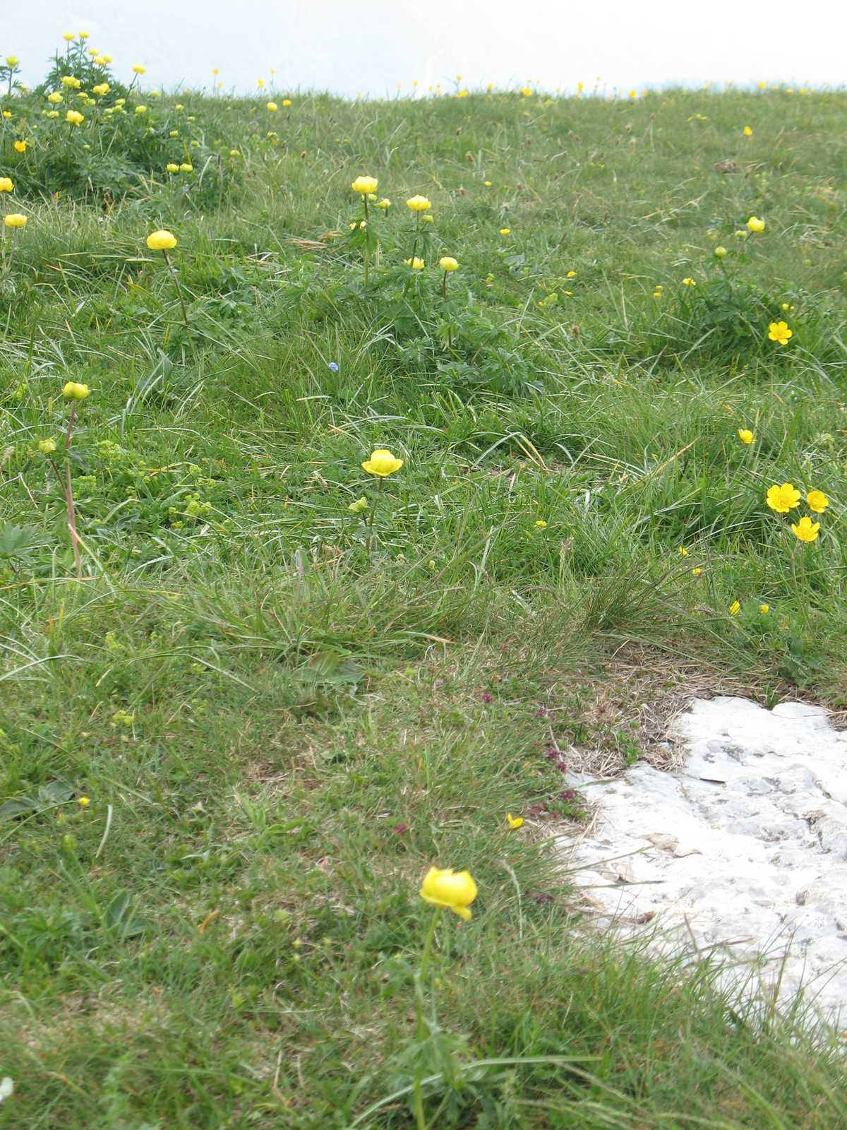 פרחי בר קטנים פורחים באחו ירוק בלב הרי דולומיטים.