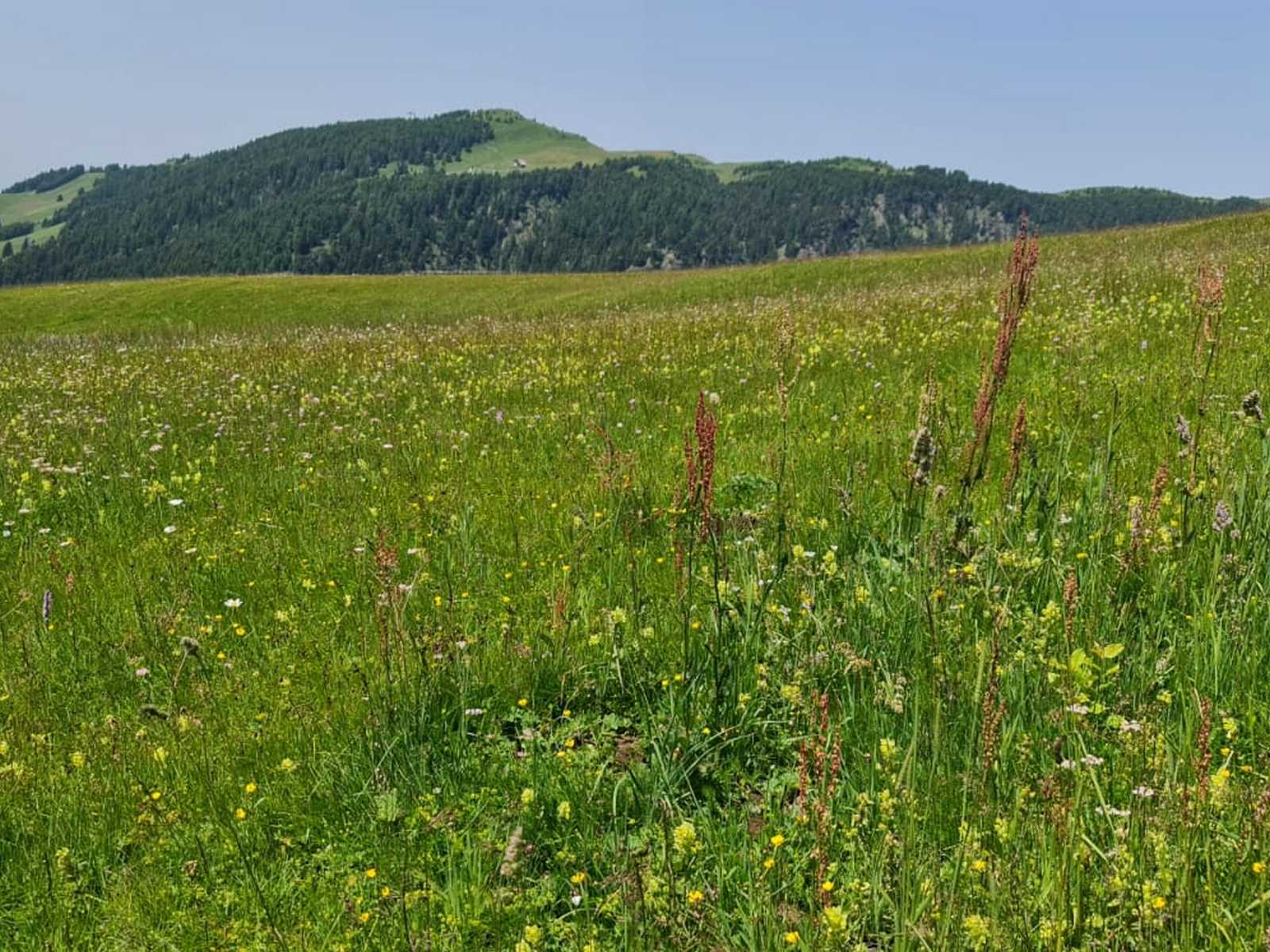 שדה פרחים רחב ידיים על רקע הגבעות הירוקות של דולומיטים.