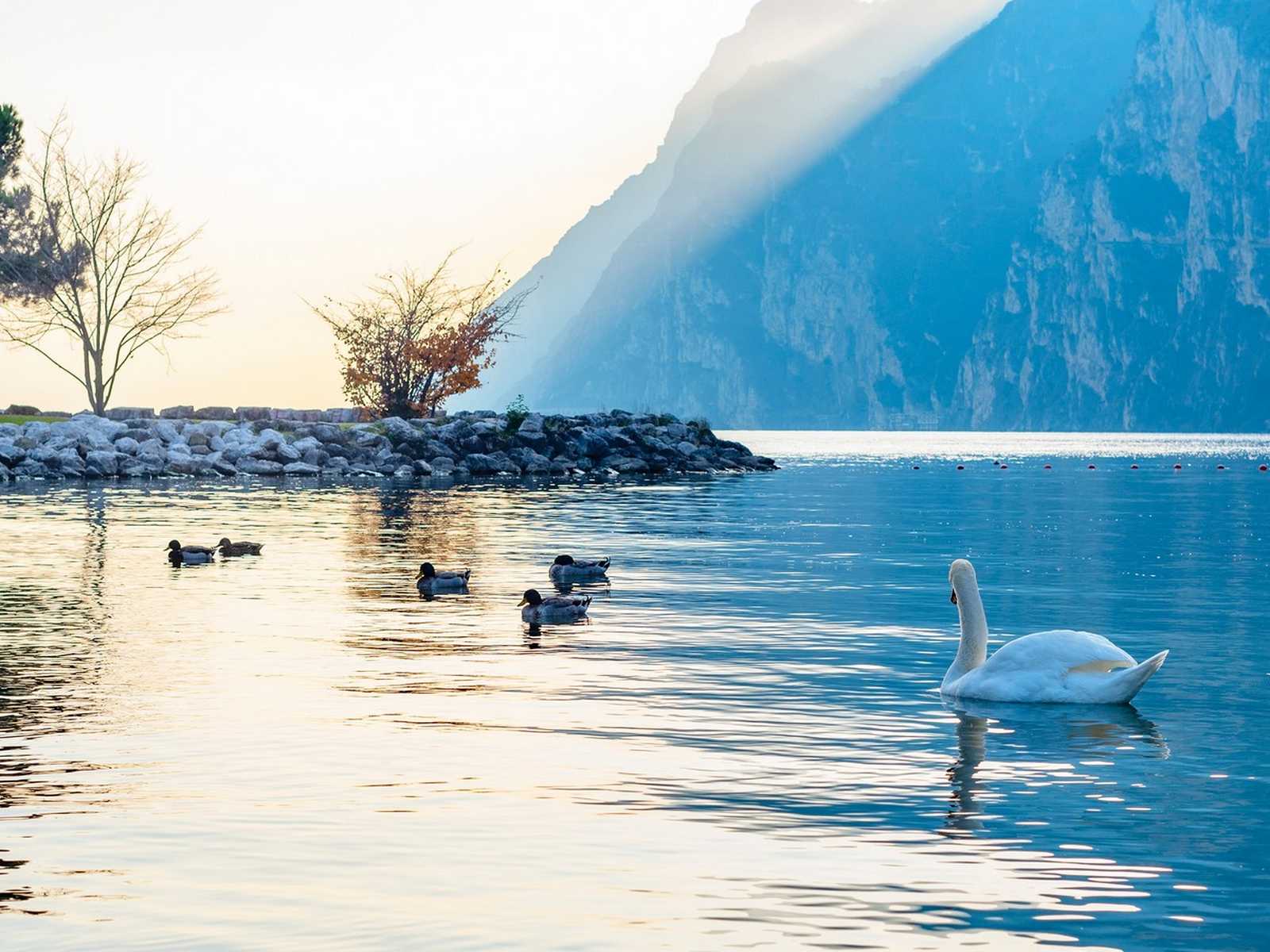 ברבורים על המים בנוף רגוע של האגם של גארדה בדצמבר