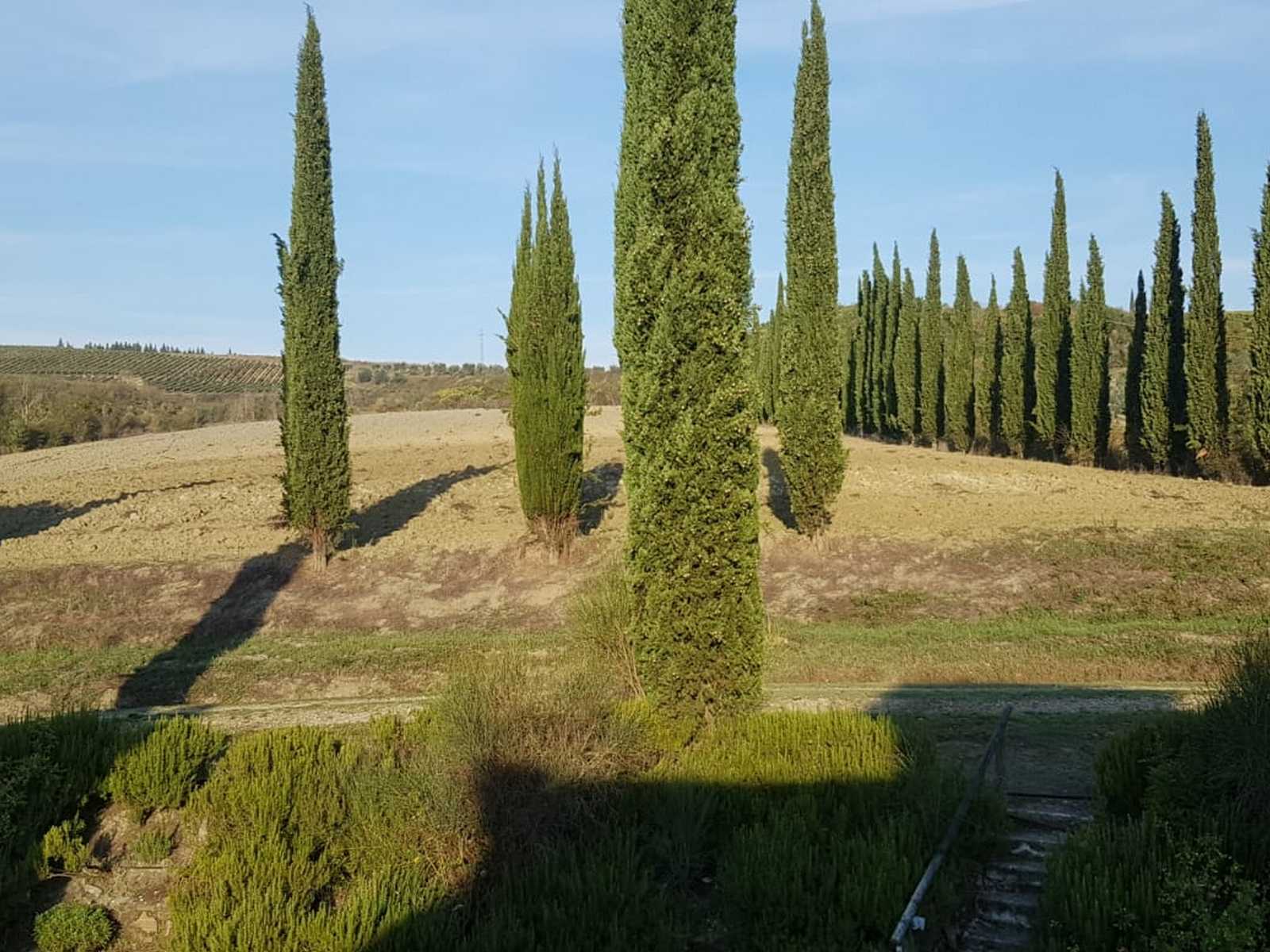 שדרת עצי ברוש אופיינית לנופי הכפר הירוקים של טוסקנה באיטליה