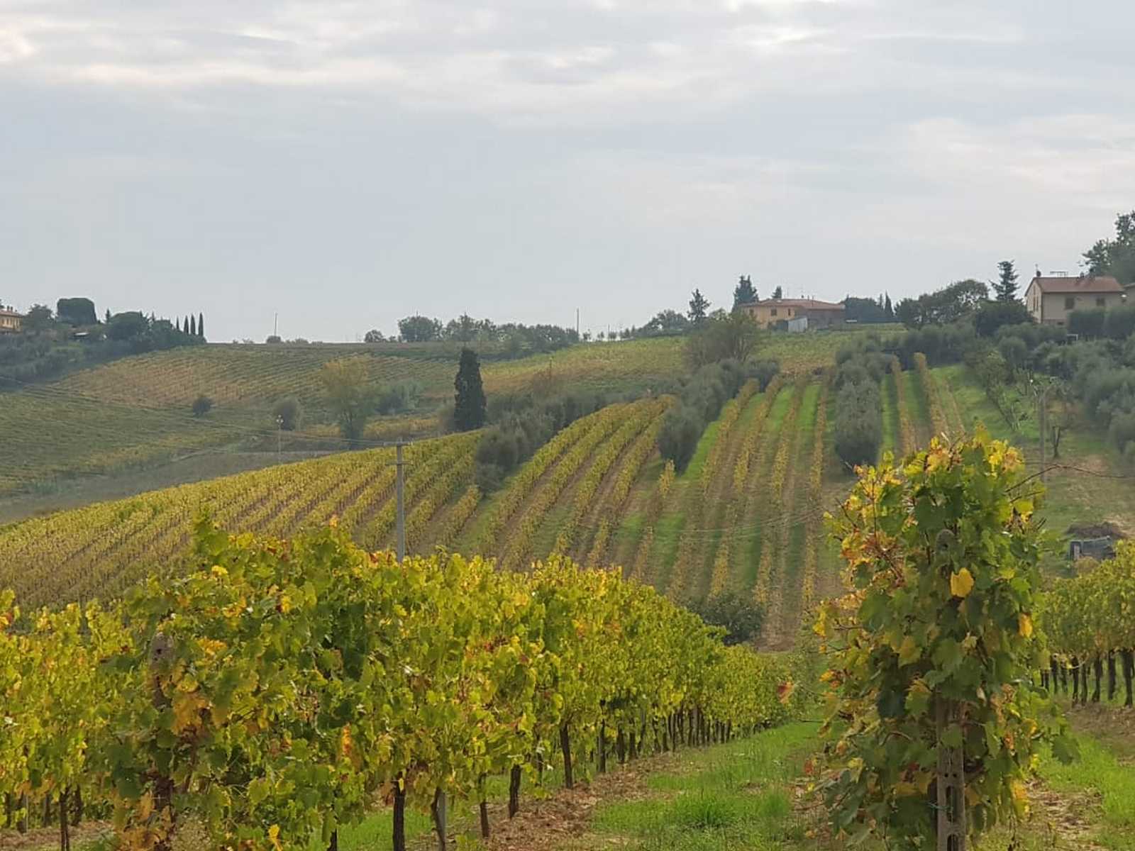 כרמים ירוקים המתפרשים על הגבעות המתגלגלות של אזור טוסקנה