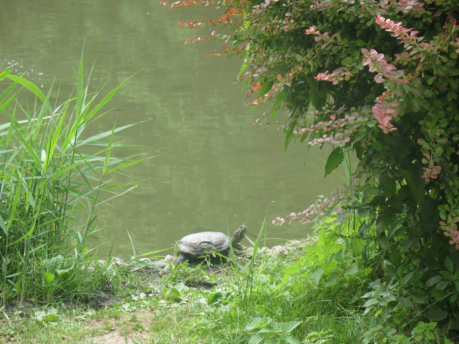 פינה ירוקה עם מים וצמחייה באחד הפארקים העירוניים של מילאנו.