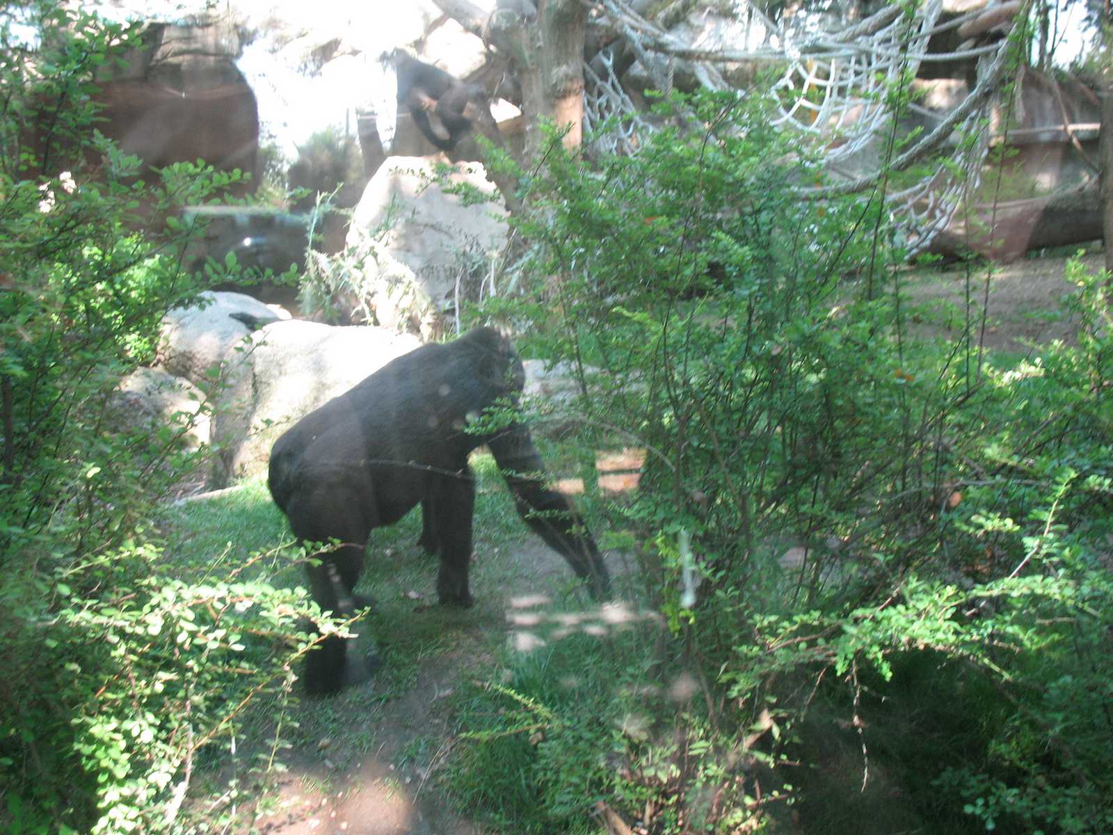 גורילה גדולה בגן החיות של נאפולי (Napoli Zoo) בעיר נאפולי