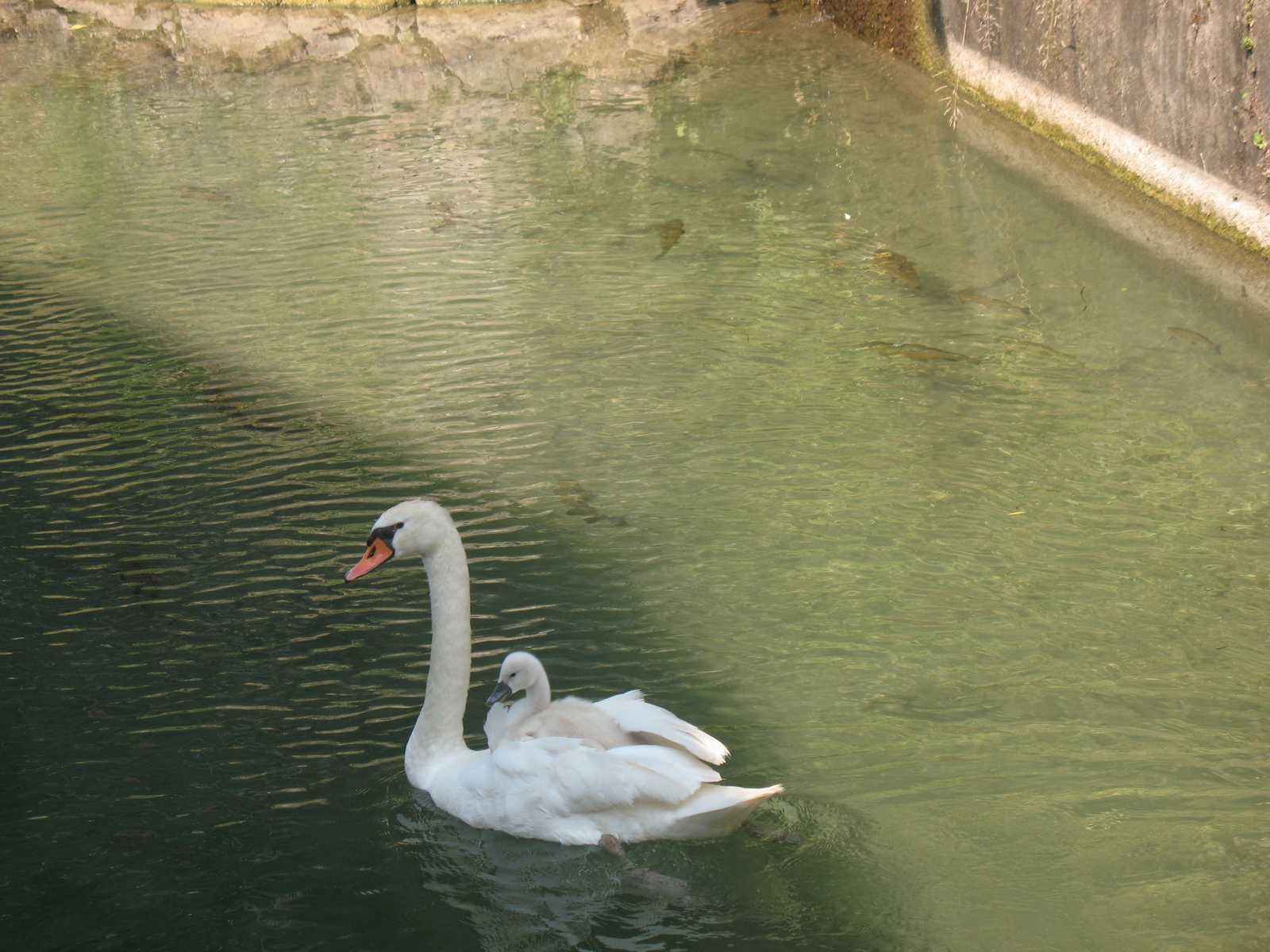 ברבורה לבנה עם גוזל שטה במים שקטים בוורונה, בתמונה רגועה עם טבע בלב העיר.