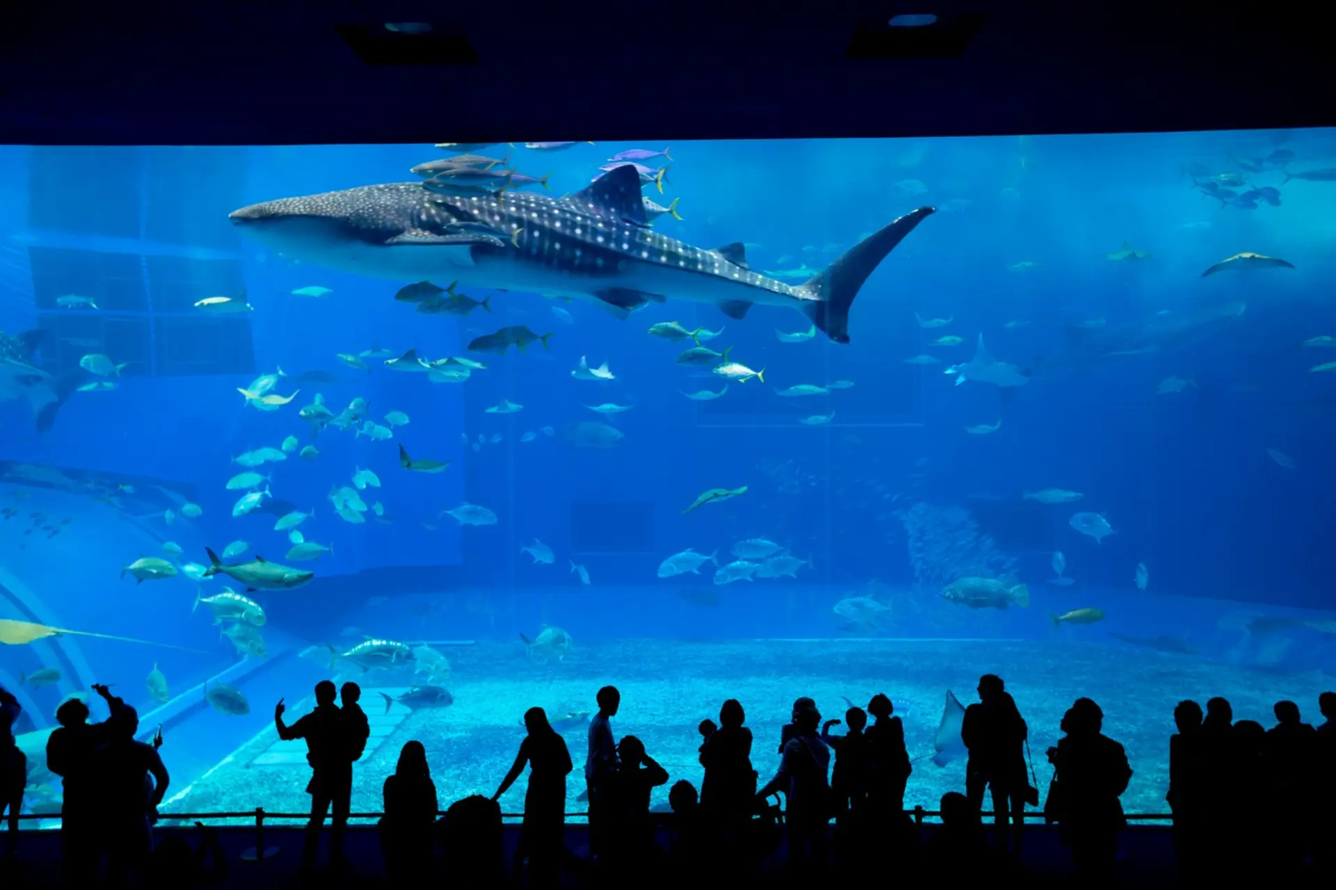 אקווריום Gardaland Sea Life Aquarium בגארדה לנד